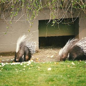 African Crested Porcupines 27th March 1999