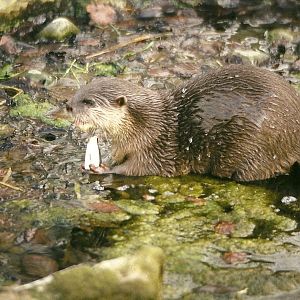 Oriental Short-clawed Otter 27th March 1999