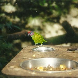 Goldie's Lorikeet 27th March 1999