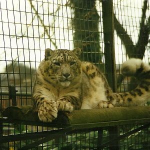 Snow Leopard 27th March 1999
