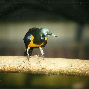 Royal Starling 27th March 1999