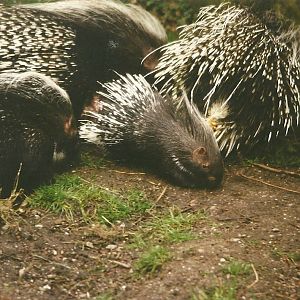 African Crested Porcupines 27th March 1999