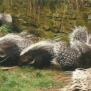 African Crested Porcupines 27th March 1999