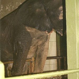 Flora half over the barrier 27th March 1999