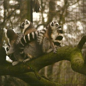 Ring-tailed Lemurs 27th March 1999