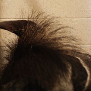 baby anteater with sleeping mom