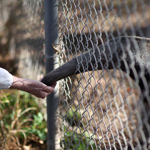 hand feeding anteater