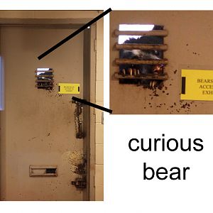 curious spectacled bear