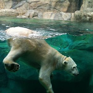 Anana-polar bear