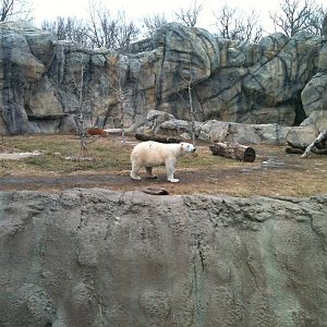 Anana-polar bear