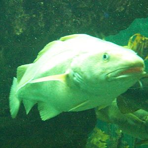 Macduff aquarium