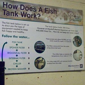 Macduff aquarium