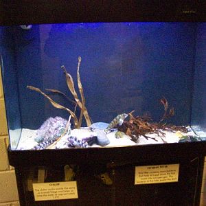 Macduff aquarium