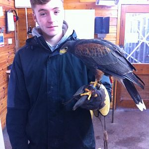 Shane Sansome Harris Hawk