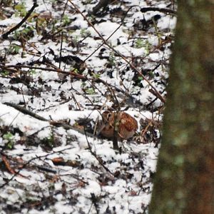 Eurasian Woodcock at Martin Mere, 13/02/13