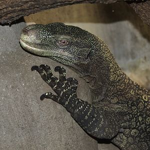 Papuan Monitor (Varanus salvadorii)