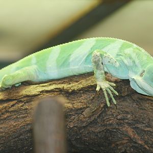 Fijian Banded Iguana (Brachylophus bulabula)