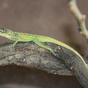 Martinique's Anole (Anolis roquet summus)