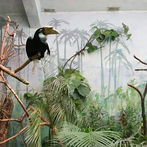 Inside aviaries Blyth's Hornbills (Aceros plicatus)