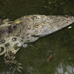 Siamese Crocodile (Crocodylus siamensis)