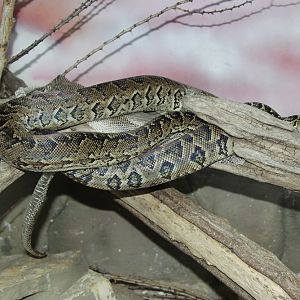 Cuban Boa (Epicrates angulifer)