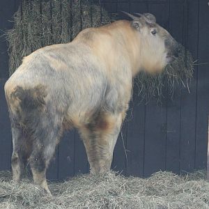Sichuan Takin (Budorcas tibetanus)