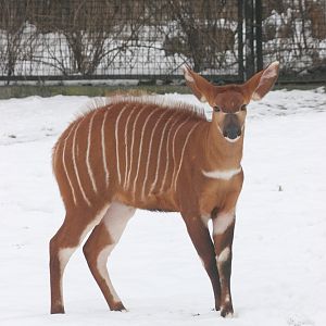 Young Eastern Bongo (Tragelaphus eurycerus isaaci)