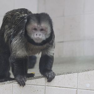 Yellow-breasted Capuchin (Cebus xanthosternos) male