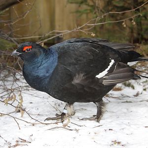 Black Grouse (Tetrao tetrix)