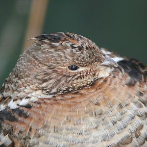 Ruffed Grouse (Bonasa umbellus)