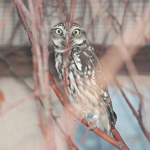 Little Owl (Athene noctua)
