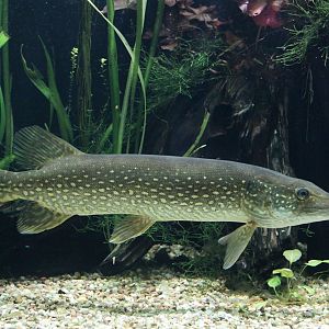 Northern Pike (Esox lucius)