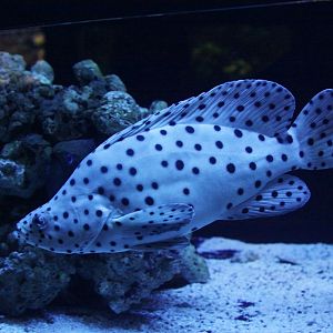 Panther Grouper (Cromileptes altivelis)