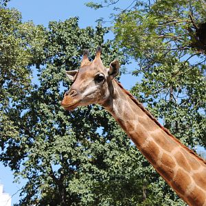 Giraffe - February 2013