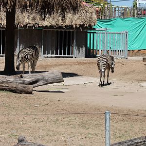 Zebra Exhbit - February 2013