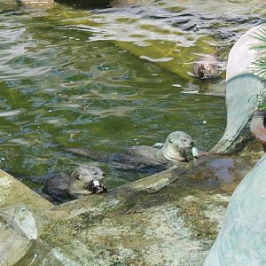 Smooth-coated Otters - February 2013