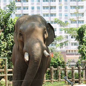 Asian Elephant Male - February 2013