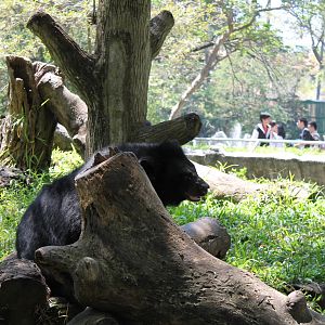 Asian Black Bear - February 2013