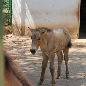 Young Przewalski's Horse - February 2013