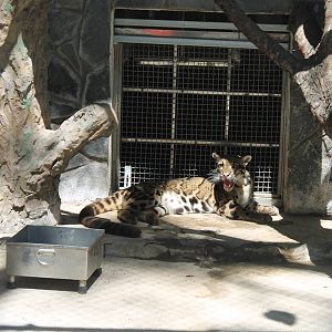 Clouded Leopard - February 2013
