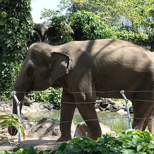 Female Asian Elephant - February 2013