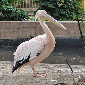 Eastern white pelican/ Pelecanus onocrotalus