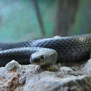 Black whip snake/ Coluber jugularis