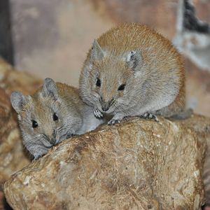 Golden spiny mouse/ Acomys russatus