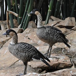 Ne-ne/ Branta sandvicensis