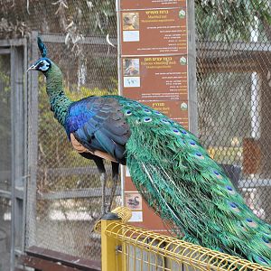 Green peafowl/ Pavo muticus