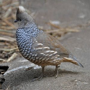 Scaled quail/ Callipepla squamata