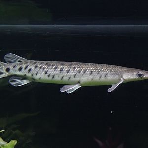 Spotted Gar (Lepisosteus oculatus)