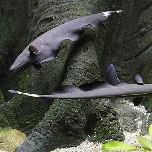 Black ghost knifefish (Apteronotus albifrons)