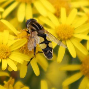 hover-fly species